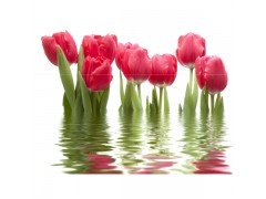 Панно Тюльпаны светлое (06-01-1-64-04-21-160-0) Нефрит