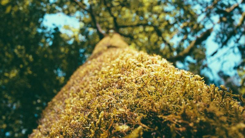 魅魔的使命